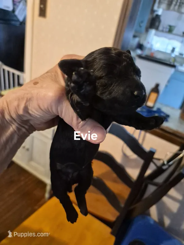 EVIE – Yorkshire Terrier, Poodle - Toy  puppy for sale in Lancaster, PA