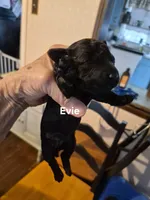 EVIE, a female Yorkshire Terrier and Poodle - Toy  for sale in Lancaster, PA – 1 of 6