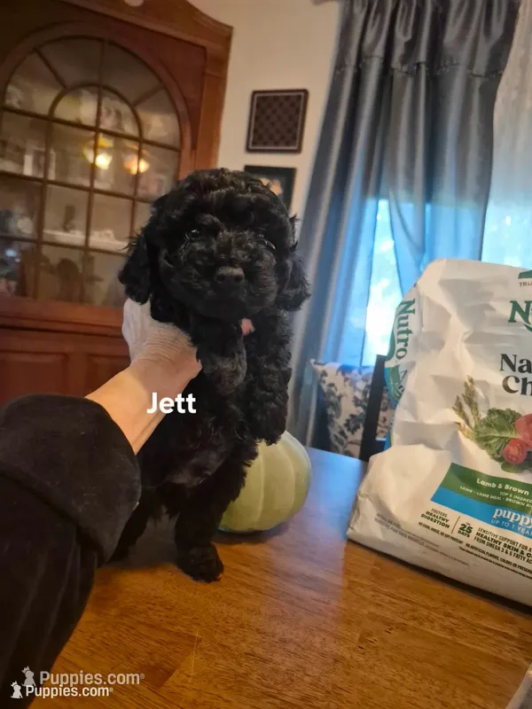 JETT  – Yorkshire Terrier, Poodle - Toy  puppy for sale in Lancaster, PA