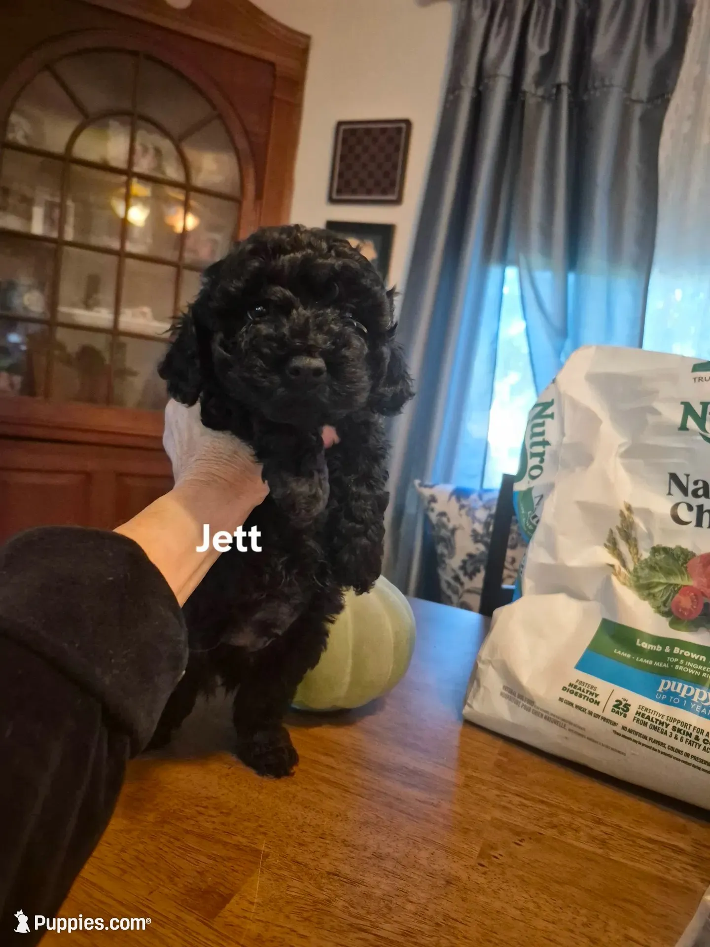 JETT , a male Poodle - Toy  for sale in Lancaster, PA – 1 of 7