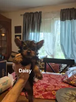 Daisy, a female Yorkshire Terrier for sale in Lancaster, PA – 2 of 5