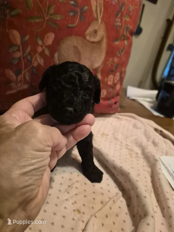 EVIE – Yorkshire Terrier, Poodle - Toy  puppy for sale in Lancaster, PA
