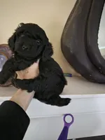 Maverick, a male Yorkshire Terrier and Poodle - Toy  for sale in Lancaster, PA – 4 of 9