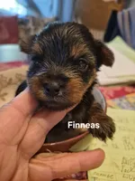 FINNEAS, a male Yorkshire Terrier for sale in Lancaster, PA – 2 of 3