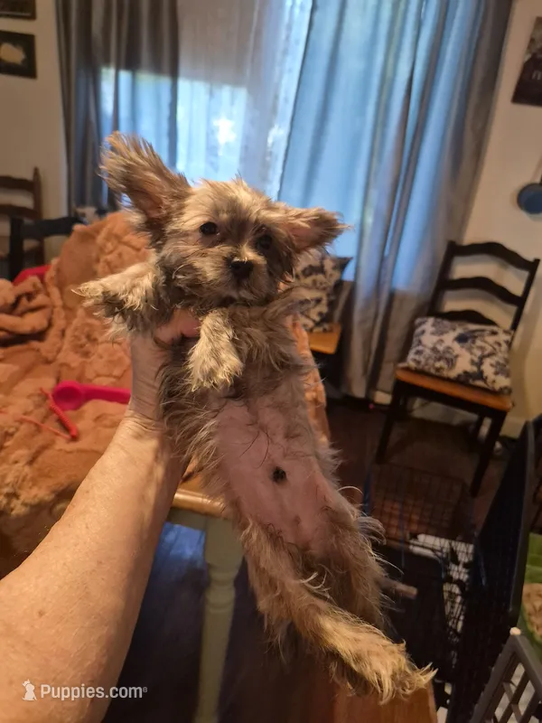 Lilttle Waffles – Morkie puppy for sale in Lancaster, PA