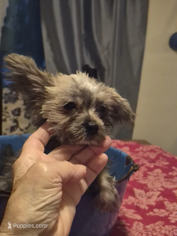 Pipsqueek,Little Pip – Morkie puppy for sale in Lancaster, PA