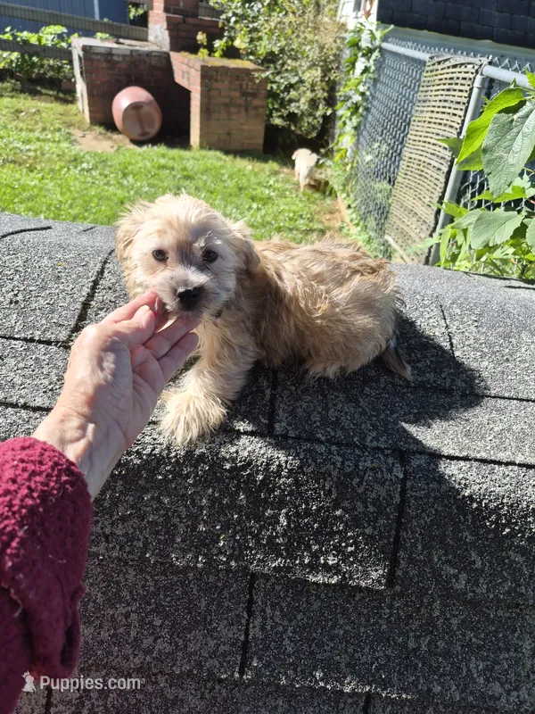Stanley – Morkie puppy for sale in Lancaster, PA