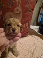 Harper, a female Poodle - Toy  for sale in Lancaster, PA – 2 of 9