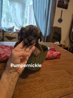Pumpernickel , a male Maltese and Yorkshire Terrier for sale in Lancaster, PA – 5 of 6