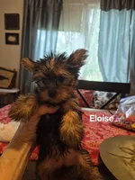 ELOISE, a female Yorkshire Terrier for sale in Lancaster, PA – 3 of 7