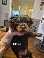 ELOISE, a female Yorkshire Terrier for sale in Lancaster, PA – 2 of 3