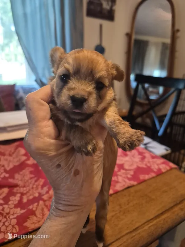 Maple – Maltese, Yorkshire Terrier puppy for sale in Lancaster, PA