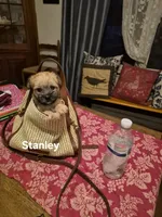 Stanley, a male Maltese and Yorkshire Terrier for sale in Lancaster, PA – 8 of 8