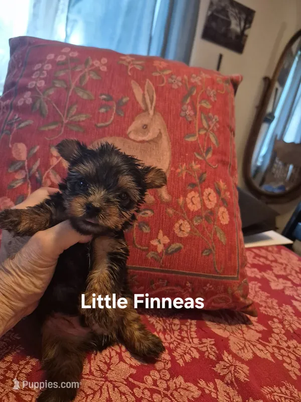 FINNEAS – Yorkshire Terrier puppy for sale in Lancaster, PA