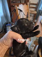 KINGSTON , a male Yorkshire Terrier and Poodle - Toy  for sale in Lancaster, PA – 3 of 7