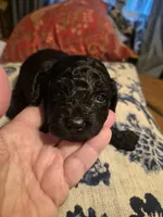 JETT , a male Poodle - Toy  for sale in Lancaster, PA – 4 of 7