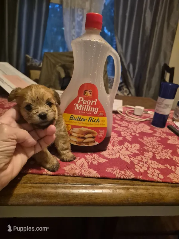 Maple – Maltese, Yorkshire Terrier puppy for sale in Lancaster, PA