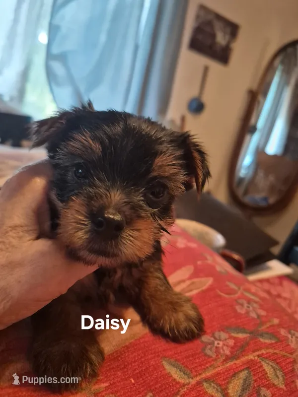 Daisy – Yorkshire Terrier puppy for sale in Lancaster, PA