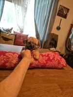 Stanley, a male Maltese and Yorkshire Terrier for sale in Lancaster, PA – 7 of 8