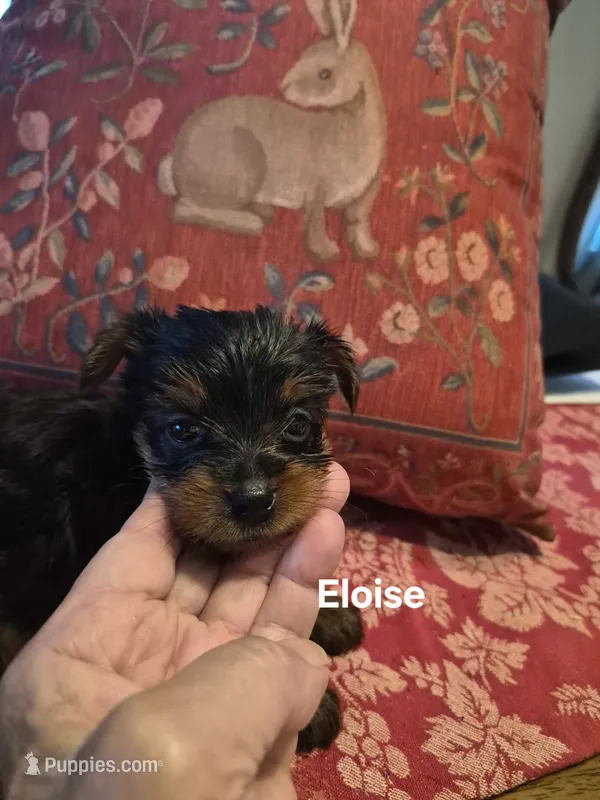 ELOISE – Yorkshire Terrier puppy for sale in Lancaster, PA