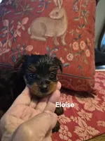 ELOISE, a female Yorkshire Terrier for sale in Lancaster, PA – 5 of 7
