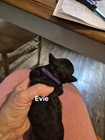 EVIE, a female Yorkshire Terrier and Poodle - Toy  for sale in Lancaster, PA – 3 of 6
