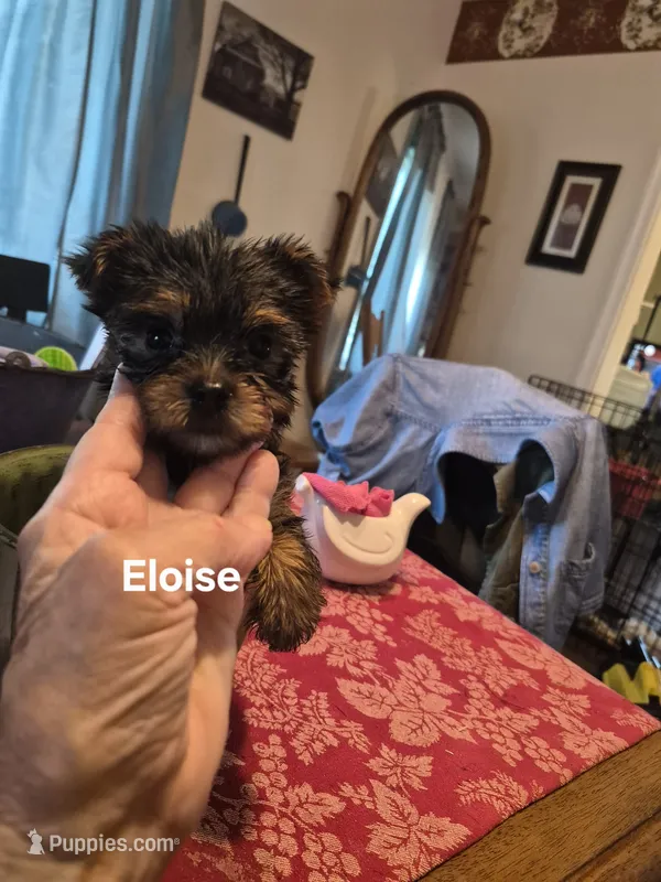 ELOISE – Yorkshire Terrier puppy for sale in Lancaster, PA