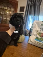JETT , a male Poodle - Toy  for sale in Lancaster, PA – 3 of 7