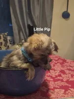 Pipsqueek,Little Pip, a male Morkie for sale in Lancaster, PA – 2 of 6