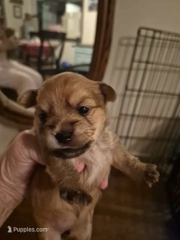 Maple – Maltese, Yorkshire Terrier puppy for sale in Lancaster, PA