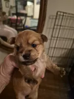 Maple, a female Maltese and Yorkshire Terrier for sale in Lancaster, PA – 1 of 2