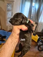 Jett, a male Yorkshire Terrier and Poodle - Toy  for sale in Lancaster, PA – 4 of 7