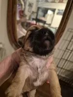 LINCOLN, a male Maltese and Yorkshire Terrier for sale in Lancaster, PA – 2 of 2