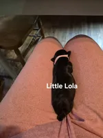 Little Lola, a female Yorkshire Terrier and Poodle - Toy  for sale in Lancaster, PA – 4 of 6