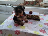 Rose, a female Yorkshire Terrier for sale in Lancaster, PA – Photo 2 of 3