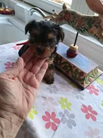 Rose, a female Yorkshire Terrier for sale in Lancaster, PA – Photo 1 of 3
