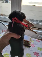 Rose, a female Yorkshire Terrier for sale in Lancaster, PA – Photo 3 of 3