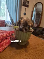 Lilttle Waffles, a male Maltese and Yorkshire Terrier for sale in Lancaster, PA – 5 of 7