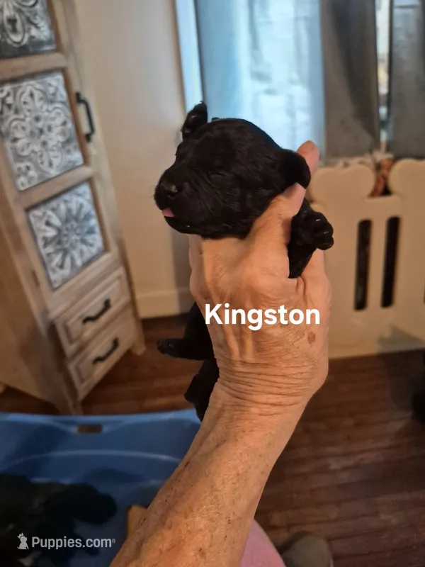 KINGSTON  – Yorkshire Terrier, Poodle - Toy  puppy for sale in Lancaster, PA