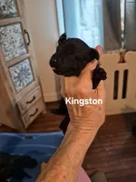 KINGSTON , a male Yorkshire Terrier and Poodle - Toy  for sale in Lancaster, PA – 1 of 7