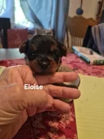 ELOISE, a female Yorkshire Terrier for sale in Lancaster, PA – 3 of 3