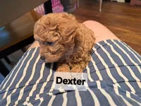 Dexter AKC Registered, a male Poodle - Toy  for sale in Lancaster, PA – Photo 4 of 10