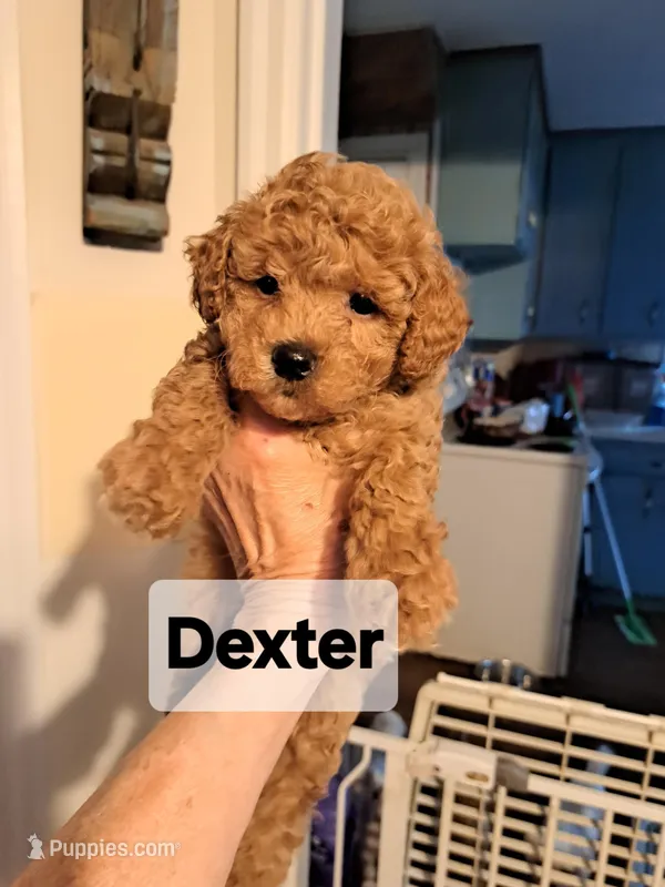 Dexter AKC Registered, a male Poodle - Toy  for sale in Lancaster, PA – Photo 1 of 10