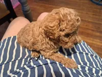 Dexter AKC Registered, a male Poodle - Toy  for sale in Lancaster, PA – Photo 5 of 10