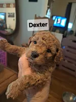 Dexter AKC Registered, a male Poodle - Toy  for sale in Lancaster, PA – Photo 6 of 10