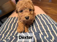 Dexter AKC Registered, a male Poodle - Toy  for sale in Lancaster, PA – Photo 2 of 10