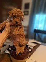 Dexter AKC Registered, a male Poodle - Toy  for sale in Lancaster, PA – Photo 3 of 10