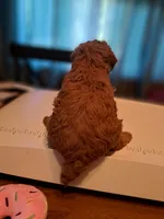 Dexter AKC Registered, a male Poodle - Toy  for sale in Lancaster, PA – Photo 8 of 10