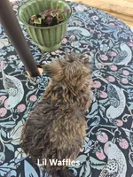 Lilttle Waffles, a male Maltese and Yorkshire Terrier for sale in Lancaster, PA – 3 of 7