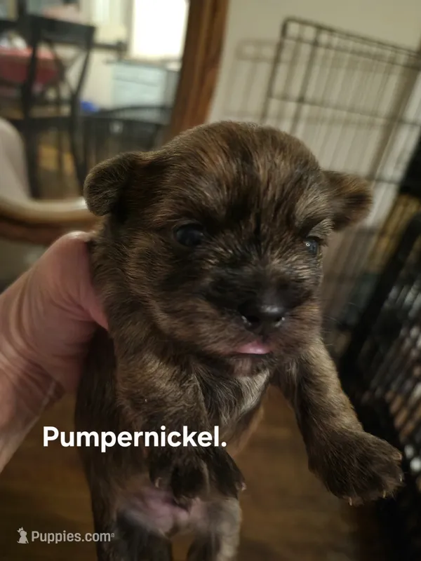 Pumpernickel  – Maltese, Yorkshire Terrier puppy for sale in Lancaster, PA